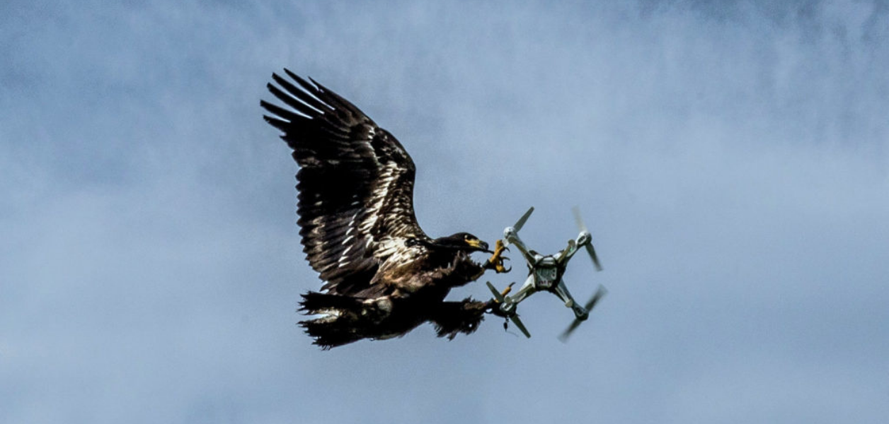 The Security Implications of Robotic Surveillance Pigeons